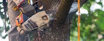 Reliable Boonville, IN Tree Care Solutions